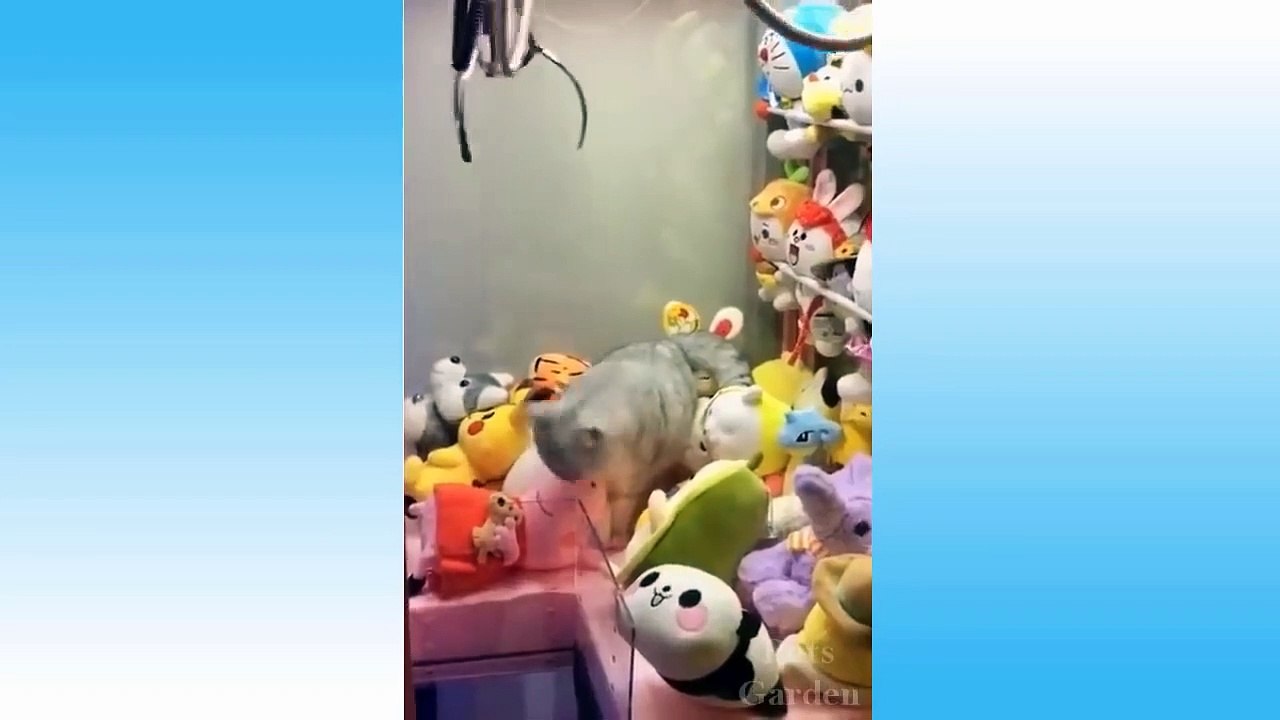 Funniest Pets Don'T Try To Hold Back Laughter