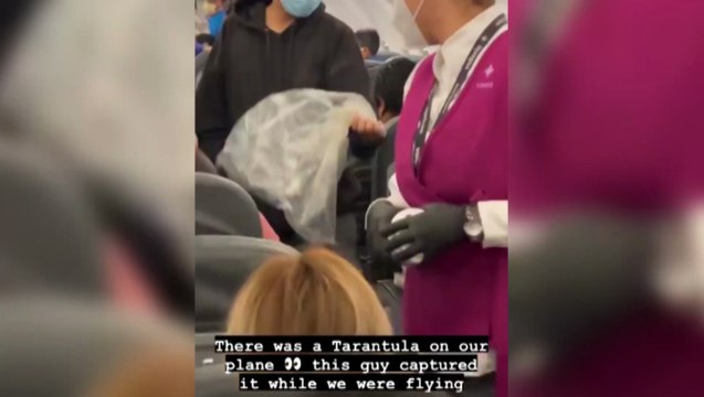 Vídeo: Tarântula é encontrada em voo com destino ao Brasil e assusta passageiros