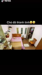 Chú chó đáng yêu