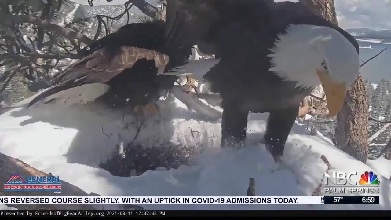 Big Bear Bald Eagles March 12, 2021