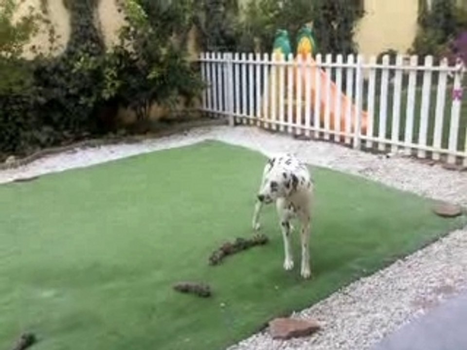 SUGI, NUBE y AKIRA jugando en el jardín...