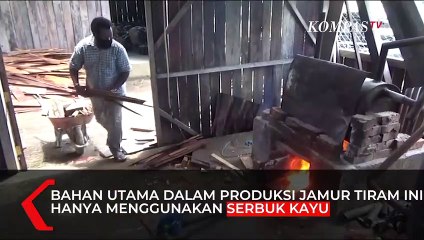 Rahasia Bisnis Jamur Tiram Kembali Bangkit di Sorong Hingga Untuk Pengganti Daging