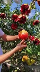 The best way to cut pomegranate