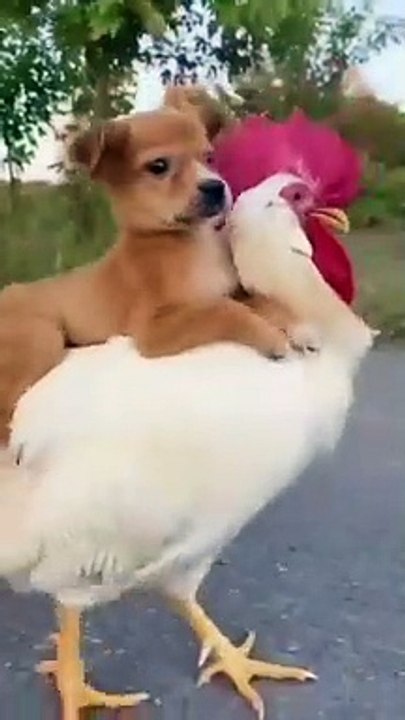 Funny Dogs   Video 2021 Funny Animals... Baby Dogs  #shortvideo