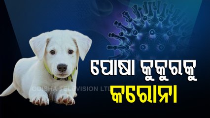 Pet Dog Tests Positive For #Covid19 In UK