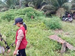 Perempuan AMAN Tanam Buah di Desa Rangan