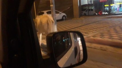 Caddede başıboş dolaşan az trafiği tehlikeye düşürdü