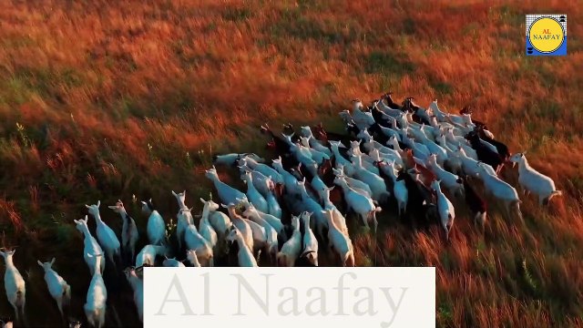 Goat beautiful , nice Goat , Goat beauty, beauty Goat , Goat video, Goat and Goat , Goat and , Goat and monkey, Goat and donkey, Goat and duck, Goat and girls happy meeting , Goat sleeping, Goat angry, Goat and Goat , G