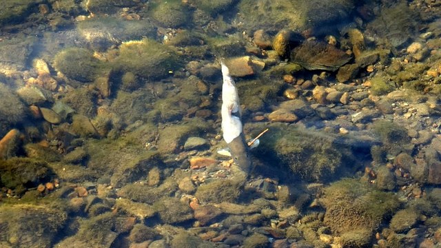 Uzungöl’de korkutan balık ölümleri