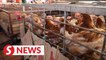 Price of chicken dependent on factors out of govt control, says Nanta