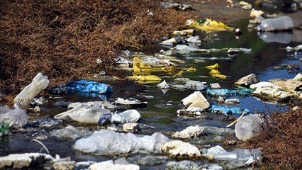 Edirne’de çevrecileri hareket geçiren görüntü