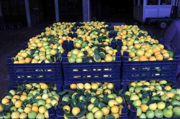 Adana'da limonun kilosu halde 25 kuruşa düştü