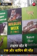 पन्ना में एक और बाघिन की मौत