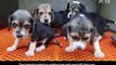 Etats-Unis: 360 chiots beagle retrouvés morts dans une usine qui les élevait pour les vendre ensuite et devenir cobayes d’expériences