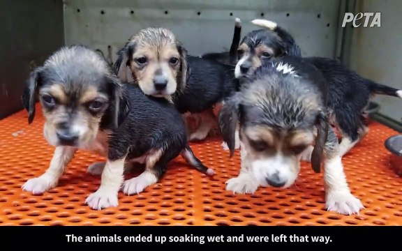 Etats-Unis: 360 chiots beagle retrouvés morts dans une usine qui les élevait pour les vendre ensuite et devenir cobayes d’expériences