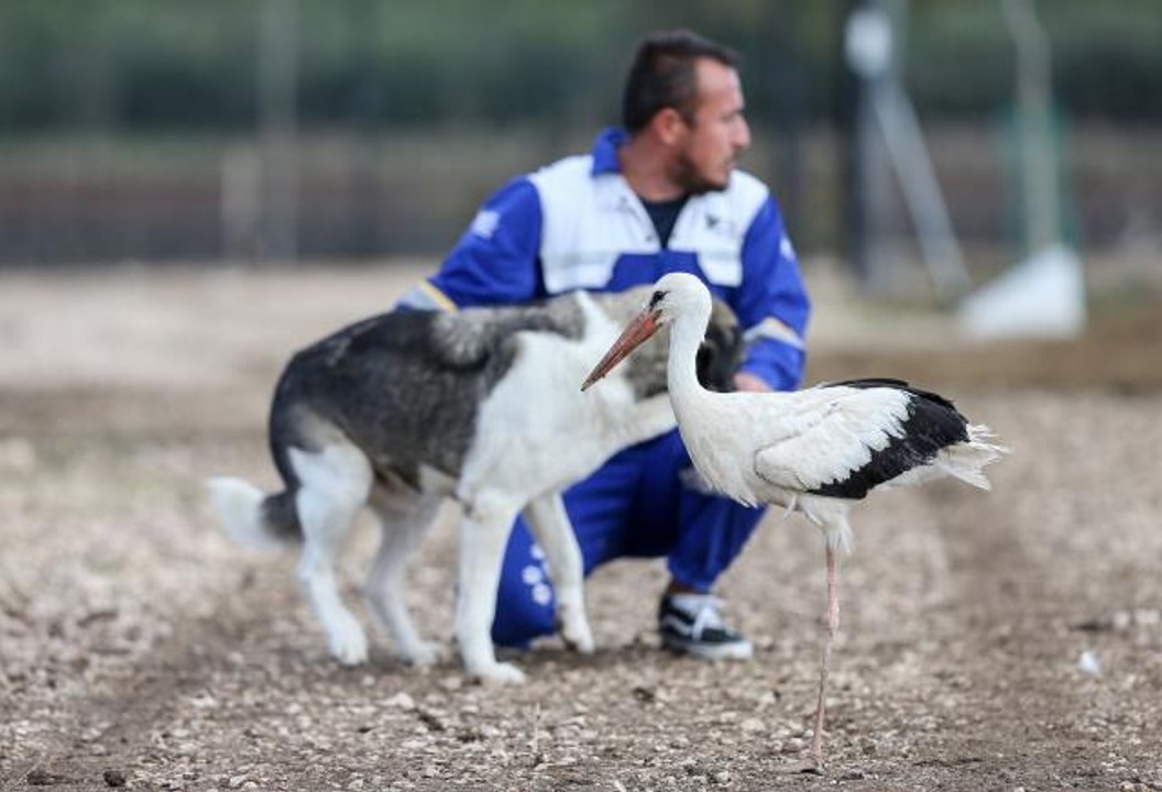 Emekli Hayvanlar Çiftliği göç yolunda yaralanan leyleklere de kucak açtı