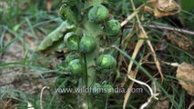 Brussels Sprouts growing in India