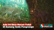 Ada 24 Ekor Macan Tutul di Gunung Gede Pangrango