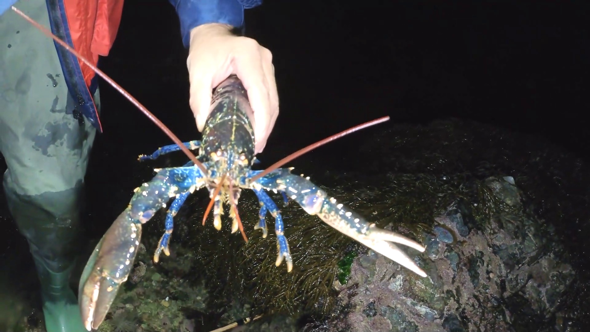 Coastal Foraging  for Lobster Prawns