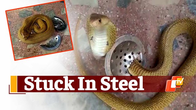 Bhubaneswar: Venomous Cobra Stuck In Steel Drain Cover Rescued By Snake Helpline
