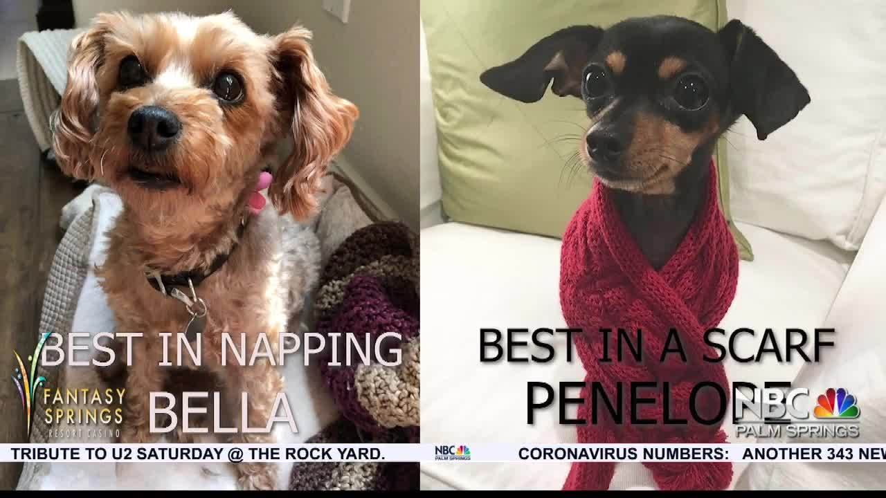 BEST IN SHOW