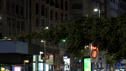 Así es el abeto natural que iluminará la Navidad en Madrid