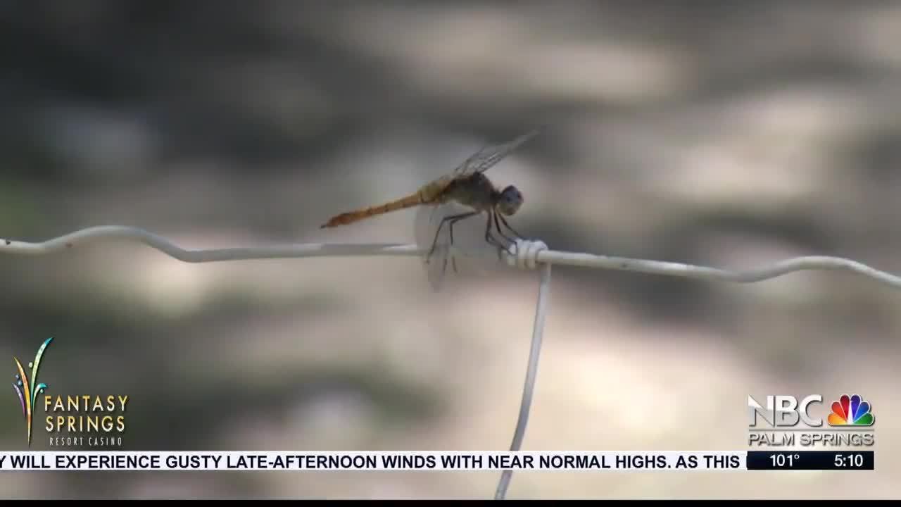 Living Desert Reopens