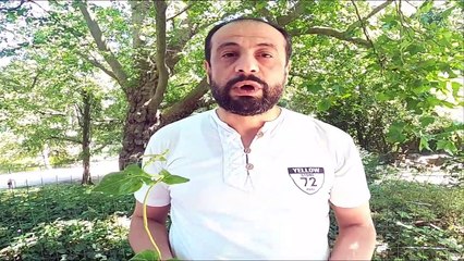 الخنفساء الحمراء صديقة المزراع وعدوة حشرة المن