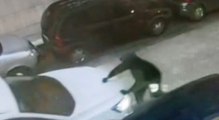 Bitonto (BA) - Carabinieri fermano uomo incappucciato: era un ladro d'auto (11.11.21)