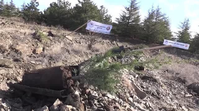Milli Ağaçlandırma Günü nde fidanlar toprakla buluşturuldu