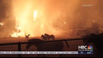 Animal Rescue Heroes Save the Day During Major Fires