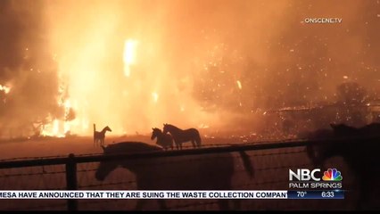 Animal Rescue Heroes Save the Day During Major Fires