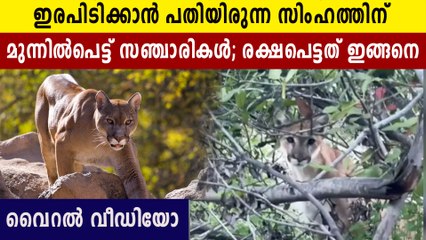 Mountain Lion Comes Face to Face With Two Hikers ,viral video | Oneindia Malayalam