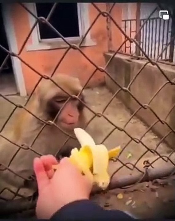 Quand un singe n'a pas faim, il n'a pas faim !