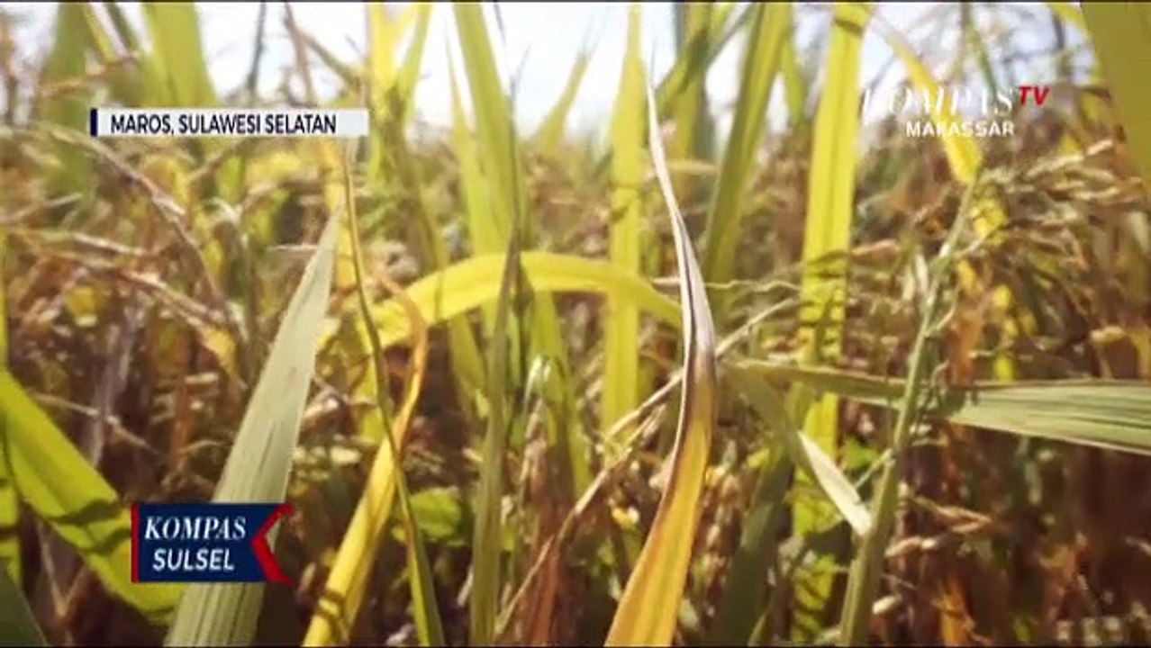 Pupuk Organik, Solusi Atasi Kelangkaan Pupuk Subsidi