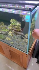 so cute and colorful fish,They are  like to swim together