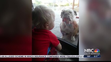 Three Pitbulls Kill Family Dog