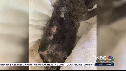 Abused Puppy Gets New Forever Home