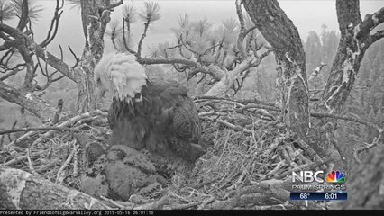 1 MONTH FOR THE EAGLETS