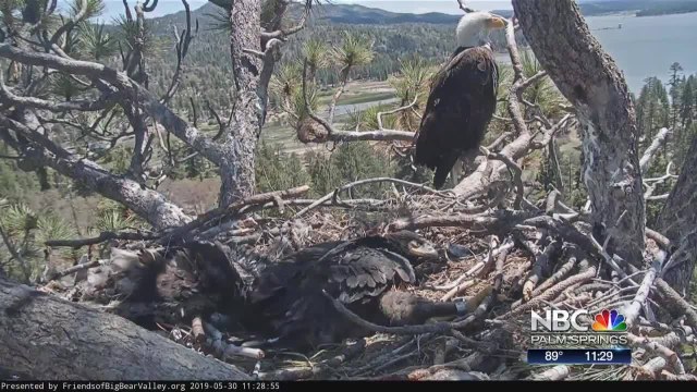 Indio High School Feature NBC Palm Springs Today
