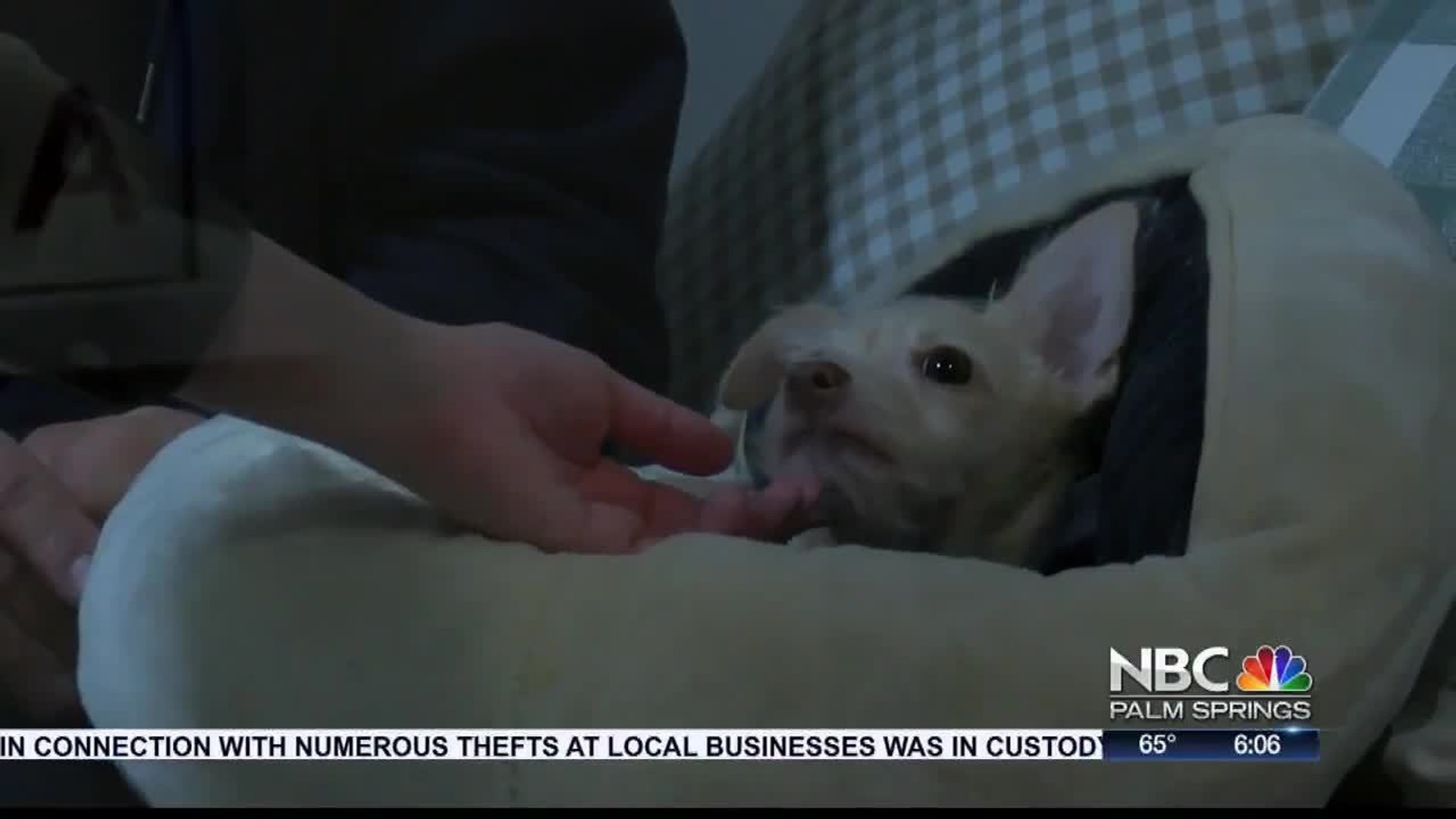 ⁣Palm Springs Animal Shelter Asks for Donations