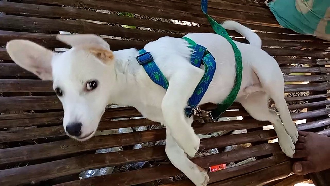 dog