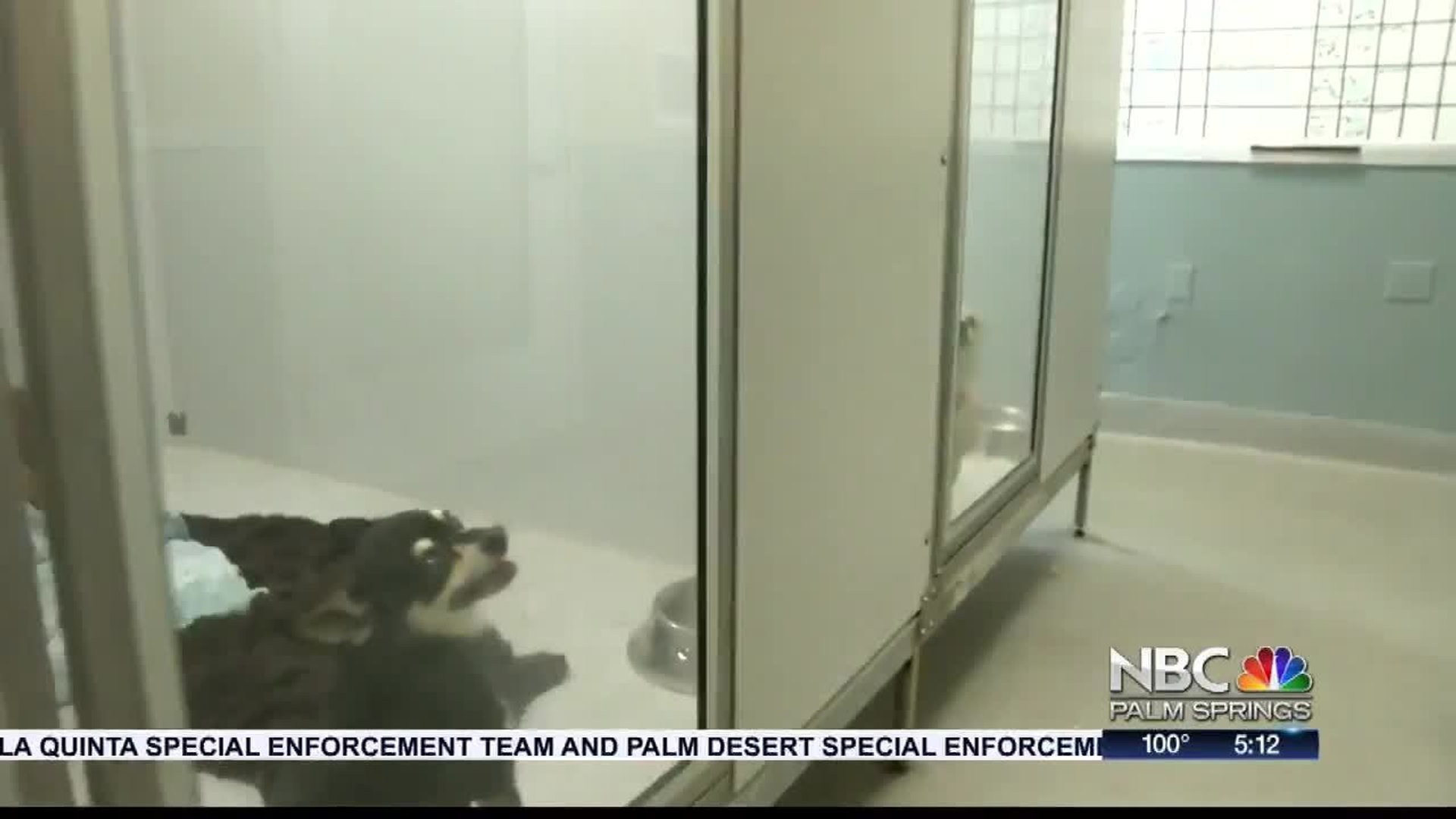 ⁣Palm Springs Animal Shelter Pleading for Help