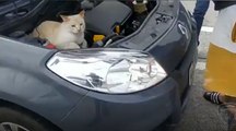 Gato se abriga em motor de carro após ser resgatado no trânsito de Florianópolis