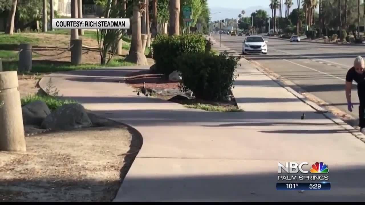 ducklings