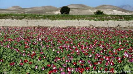 Afghan economy continues to depend heavily on opium trade
