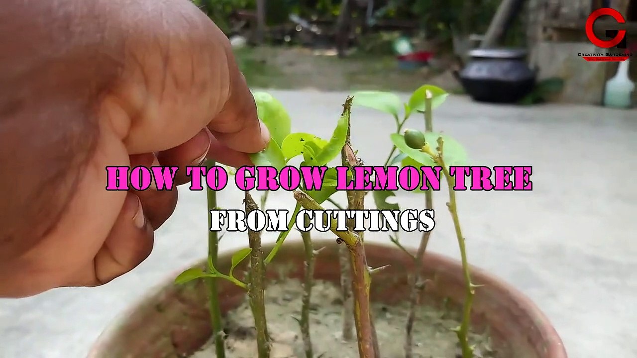 How to grow lemon tree from cuttings using natural rooting hormone |  Lemon tree cuttings