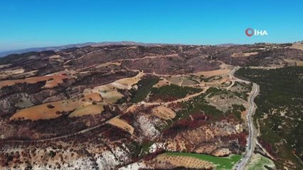 Yanan orman sahaları daha dayanıklı yeşerecek