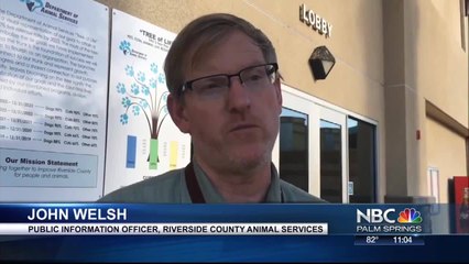 PUPPY DUMP VO LAUREN