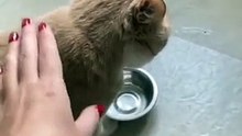 Un gato que pide su comida !